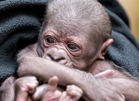 gorilla xxx|Woodland Park Zoo on birth watch for baby gorilla .